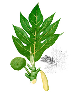 Artocarpus mariannensis Seeded breadfruit, Marianas bread
